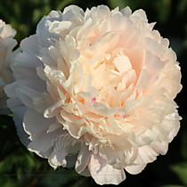 Пион Summer Glow (Саммер Глоу) ОКС