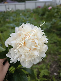 Первое цветение пиона  Summer Glow (Саммер Глоу)