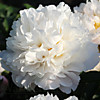 Пион Victorian Blush (Викториан Блаш) ОКС