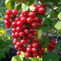 Смородина красная Голландская красная