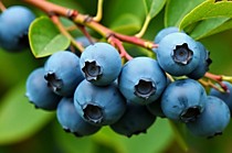 Голубика Патриот