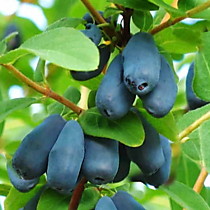 Жимолость съедобная Виола