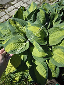 Хоста гибридная Капитан Кирк (Hosta Captain Kirk) (С1,6 - С2)