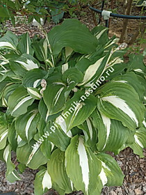 Хоста гибридная Колор Фестиваль (Hosta Color Festival) (С1,6 - С2)