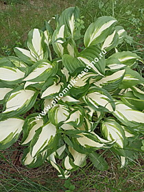 Хоста волнистая Медиовариегата (Hosta undulata Mediovariegata) (С1,6 - С2)