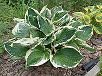 Хоста Форчуна Патриот (Hosta fortunei Patriot) (С1,6 - С2)