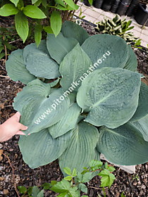 Хоста Зибольда Элеганс (Hosta sieboldiana Elegans) (С3)