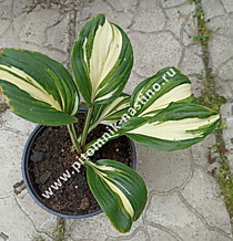Хоста волнистая Унивитата (Hosta undulata Univitata) (С1 - С2)